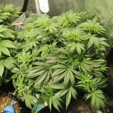 Haze berry 1 growlog timeline photo