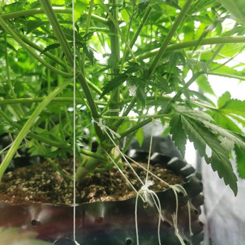 Haze berry 1 growlog timeline photo