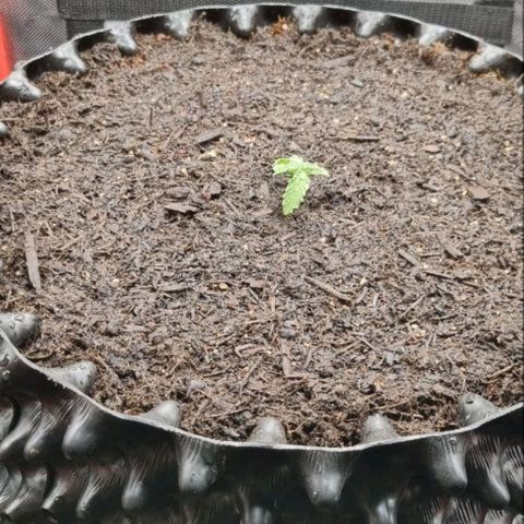 Love Angel growlog photo: Love Angel in the new pot
