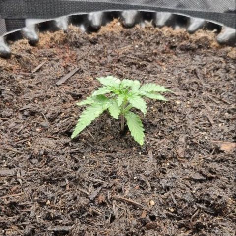 Love Angel growlog timeline photo