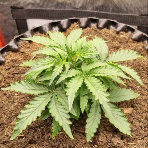 Love Angel growlog timeline photo