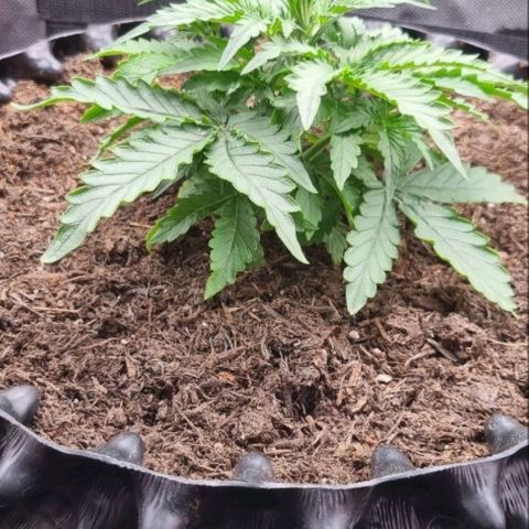 Love Angel growlog timeline photo