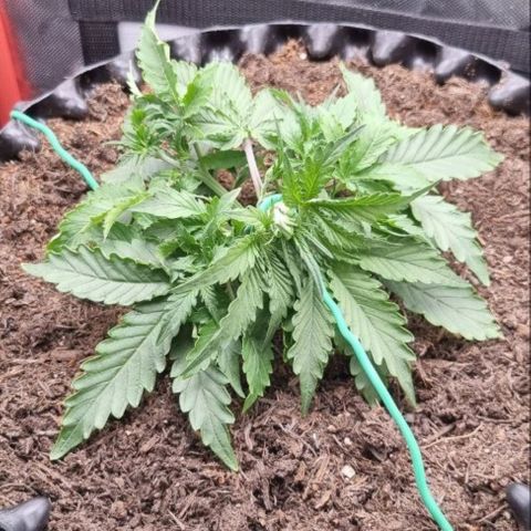 Love Angel growlog timeline photo