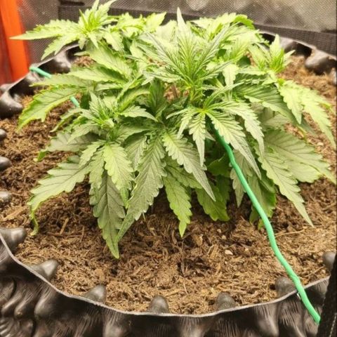Love Angel growlog photo: After lst, she is flying