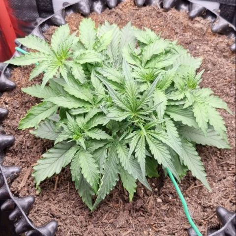 Love Angel growlog timeline photo