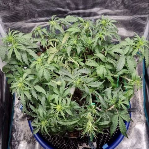 Love Angel growlog timeline photo