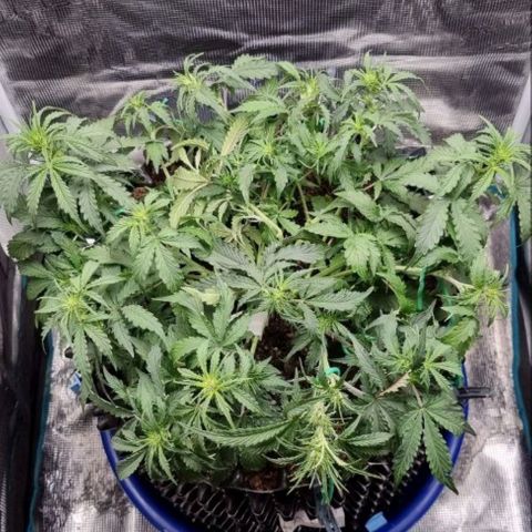 Love Angel growlog timeline photo