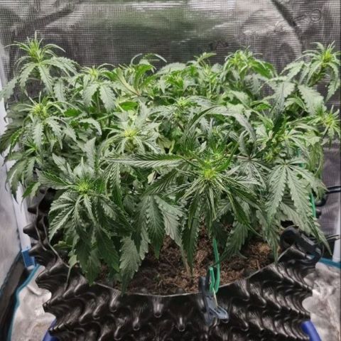 Love Angel growlog timeline photo