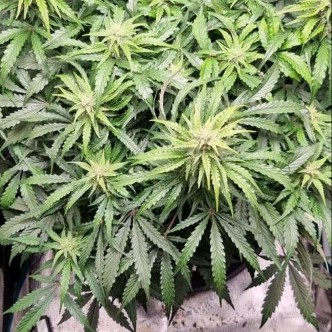 Love Angel growlog photo: Before defoliation