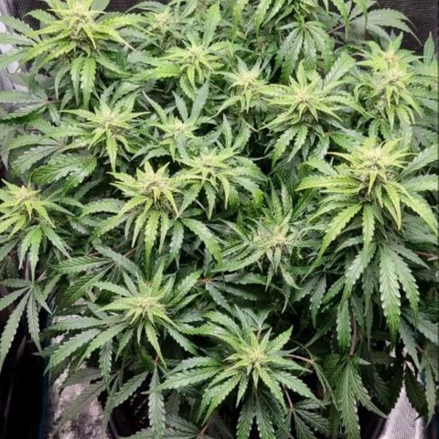 Love Angel growlog photo: After defoliation