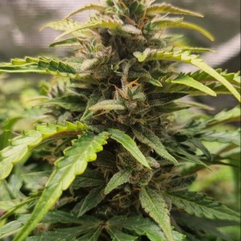Love Angel growlog timeline photo