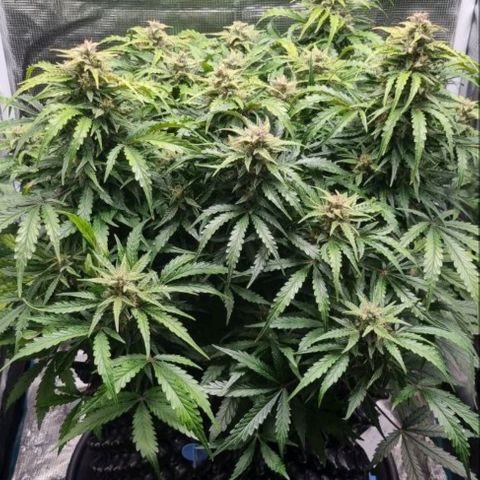 Love Angel growlog timeline photo