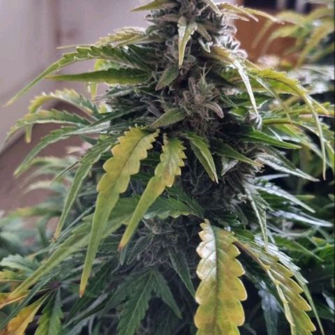 Love Angel growlog timeline photo