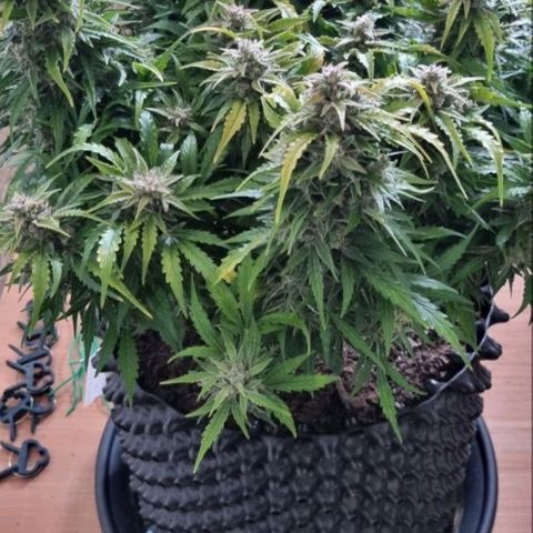 Love Angel growlog timeline photo