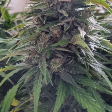 Love Angel growlog timeline photo