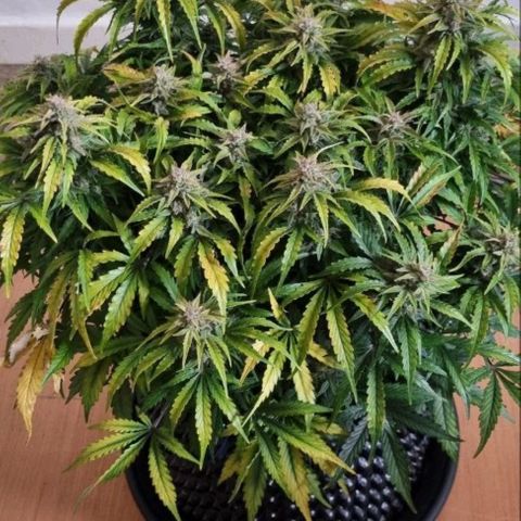 Love Angel growlog timeline photo