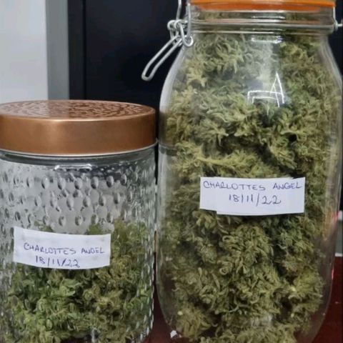 Love Angel growlog timeline photo