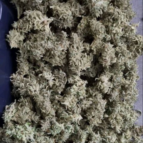 Love Angel growlog timeline photo