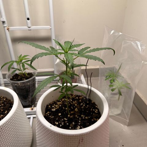 Green Crack growlog timeline photo