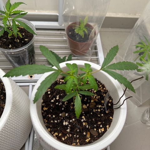 Green Crack growlog timeline photo