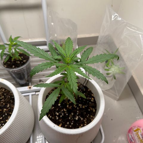 Green Crack growlog timeline photo