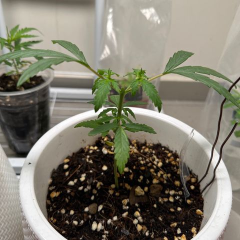 Green Crack growlog timeline photo