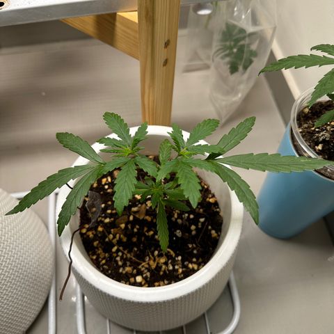 Green Crack growlog timeline photo