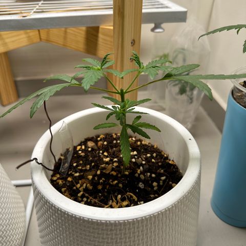 Green Crack growlog timeline photo