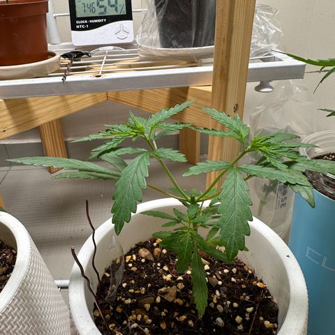 Green Crack growlog timeline photo