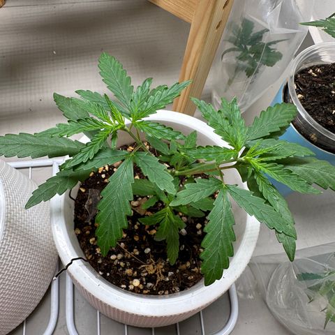 Green Crack growlog timeline photo