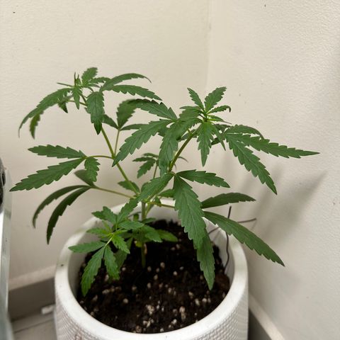 Green Crack growlog timeline photo