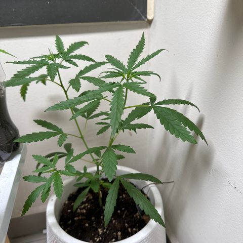 Green Crack growlog timeline photo