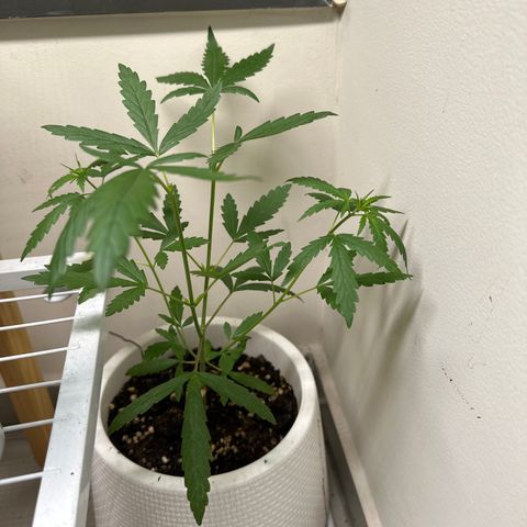 Green Crack growlog timeline photo