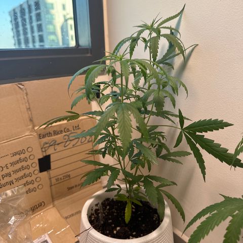 Green Crack growlog timeline photo