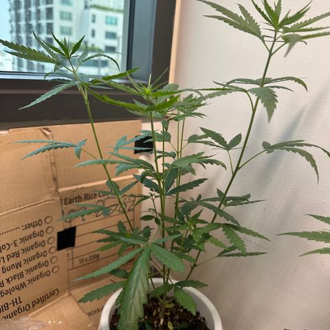 Green Crack growlog timeline photo