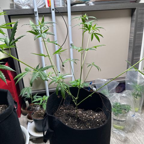 Green Crack growlog timeline photo