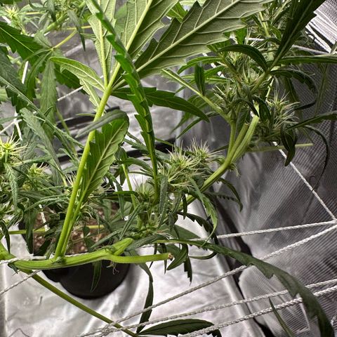 Green Crack growlog timeline photo