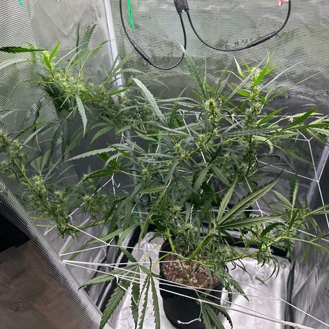 Green Crack growlog timeline photo