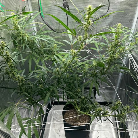 Green Crack growlog timeline photo