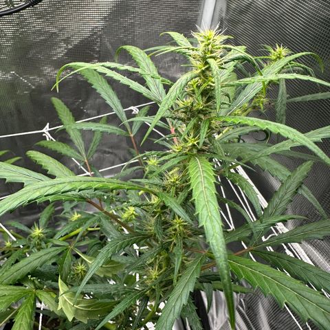 Green Crack growlog timeline photo