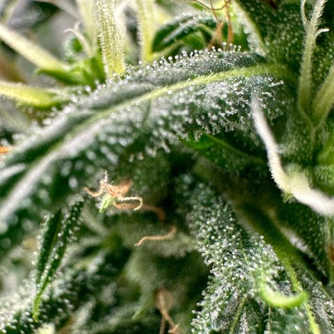 Green Crack growlog timeline photo