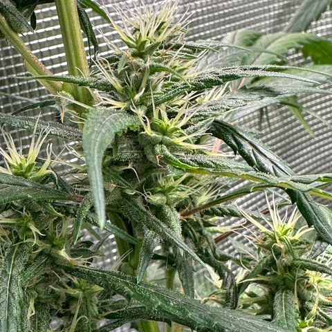 Green Crack growlog timeline photo