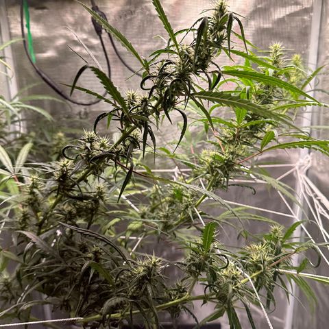 Green Crack growlog timeline photo