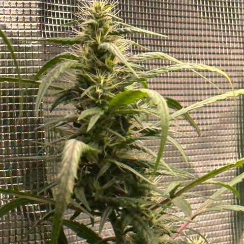 Green Crack growlog timeline photo