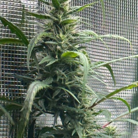 Green Crack growlog timeline photo