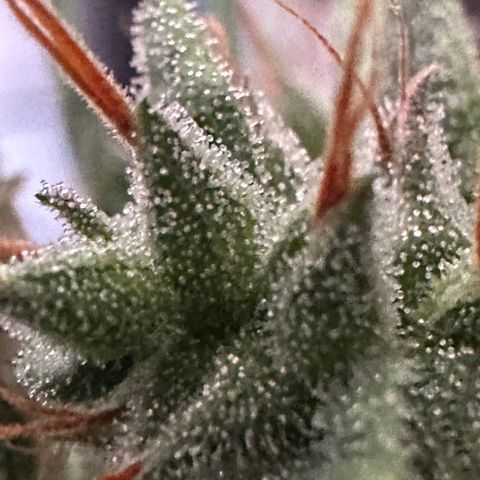 Green Crack growlog timeline photo