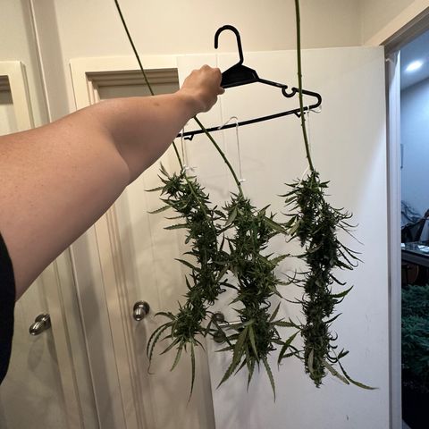 Green Crack growlog timeline photo