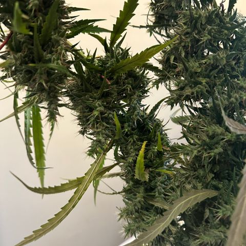 Green Crack growlog timeline photo