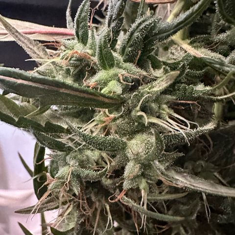 Green Crack growlog timeline photo