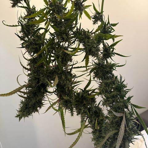 Green Crack growlog timeline photo